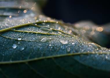 Dewdrops on a leaf