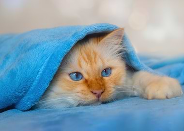 Cute cat wrapped in a blue blanket