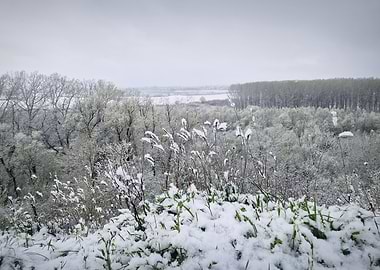 Snow-covered landscape with trees and reeds