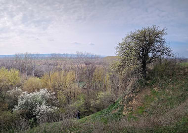 Overlook of a wooded valley in spring