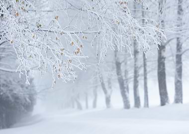 Winter forest path with frosted branches, Poland