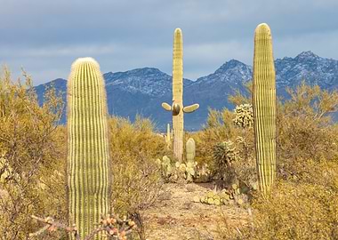 Saguaro Cacti in Desert Landscape