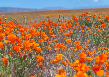 Field of Orange Poppies