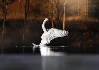 Grace Drifting Through Winter Waters