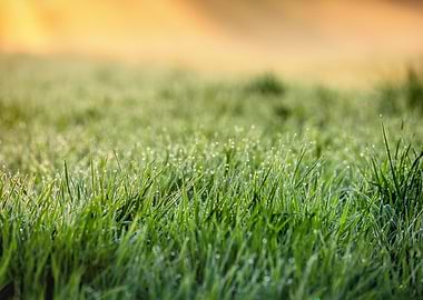 Dewdrops on green grass at sunrise