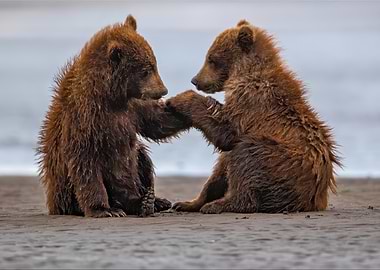 Two bear cubs playing