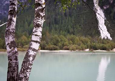 Birch Trees by a Serene Lake - Lake Landro