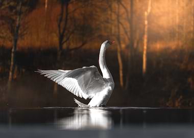 A Swan’s Quiet Journey Down the River