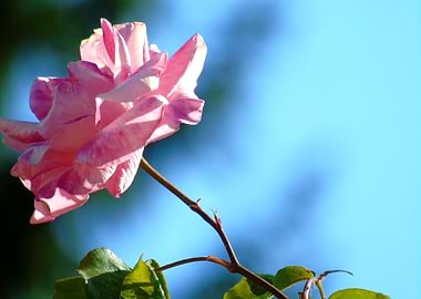 Pink Rose Against Blue Sky