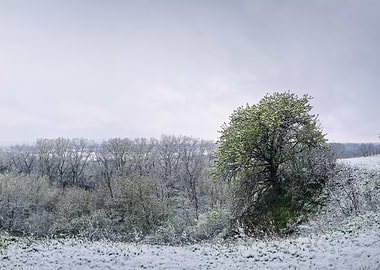 Snowy Landscape with Green Tree