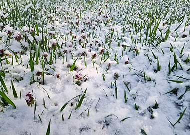 Snow-Covered Field with Purple Flowers