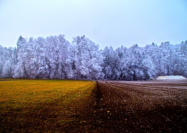 Winter Field and Frosty Forest