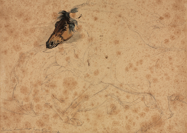 Sketch of a Horse Head and Body