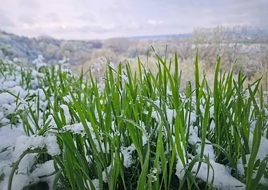 Green Grass with Snow