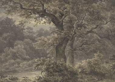 Misty Forest Landscape with Ancient Trees