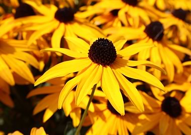 Close-up of a Yellow Black-Eyed Susan