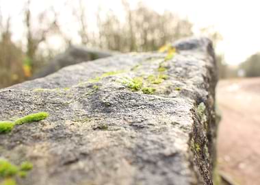 Mossy Rock in Nature