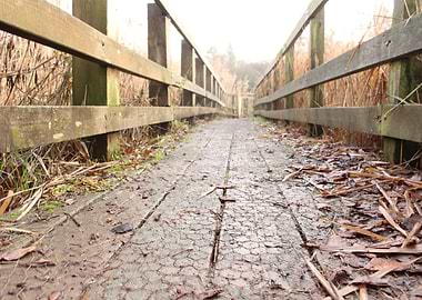 Wooden Boardwalk Through Reeds