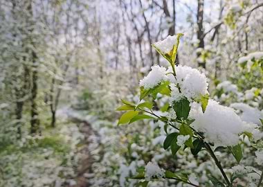 Snow-covered spring foliage