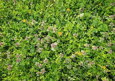 Wildflowers and Greenery