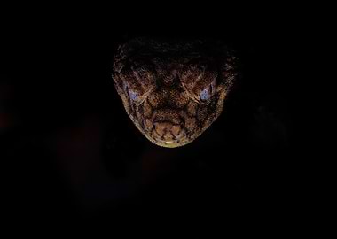 Close-up of a snake's head