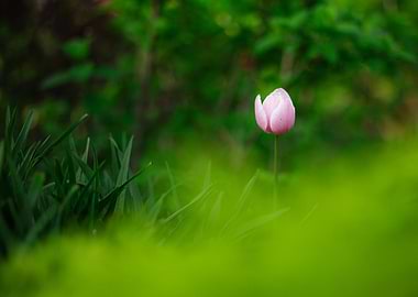 Single Pink Tulip in Greenery