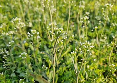 Field of small white wildflowers