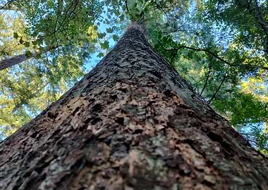 Looking up a tall tree trunk