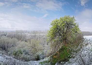 Spring Snowfall on a Hillside
