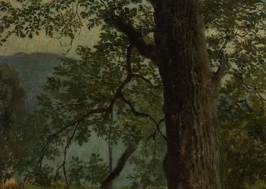 Ancient Tree in a Forest