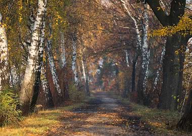Autumn forest path with birch trees
