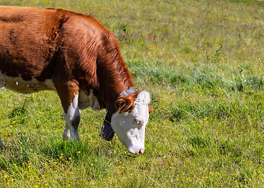 Brown and white cow grazing in a field