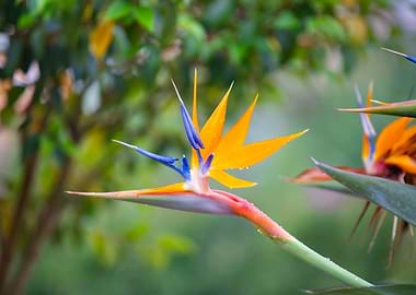 Bird of Paradise Flower