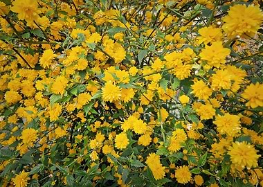 Bush of Yellow Flowers
