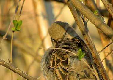 Sparrow preening in branches