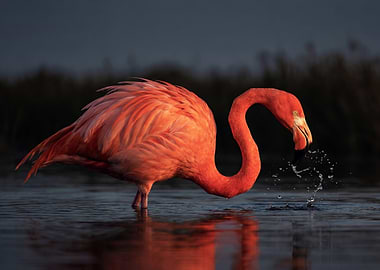 Flamingo drinking water at dusk