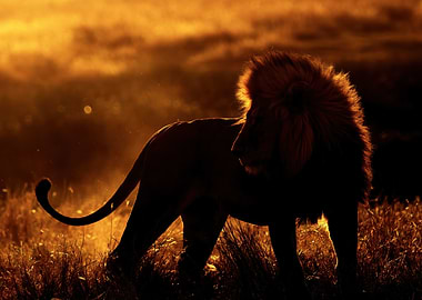 Lion silhouetted against golden sunset