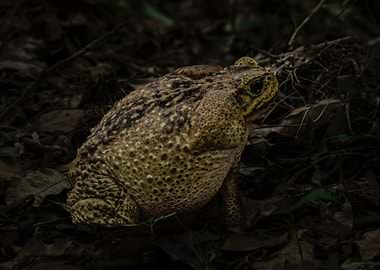 Toad in a dark forest floor