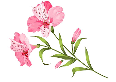Pink Alstroemeria Flowers and Buds