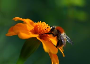 Bumblebee on an orange flower