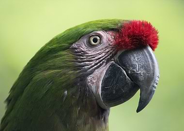 Close-up of a Green Macaw Parrot