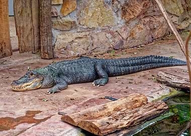 Alligator Resting on Ground