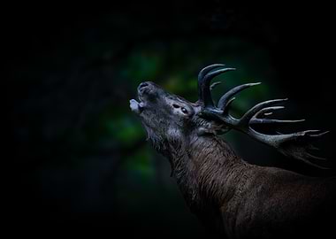 Majestic Stag Roaring in Dark Forest