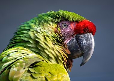 Close-up of a Colorful Macaw Parrot
