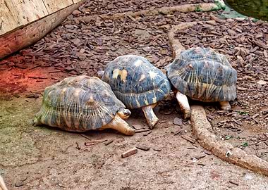 Three tortoises on the ground