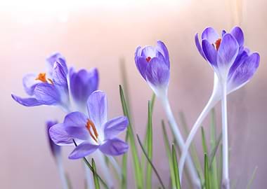 Purple Crocus Flowers in Soft Light