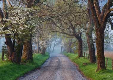 Misty Road Lined with Flowering Trees