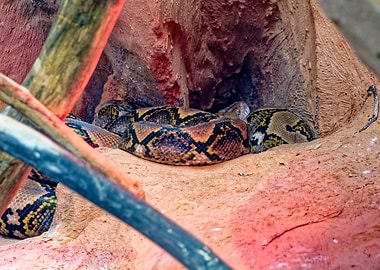 Python coiled in a rocky den