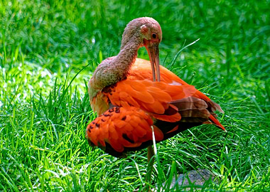 Scarlet Ibis in Green Grass