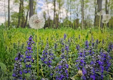 Dandelion and Purple Flowers in a Meadow